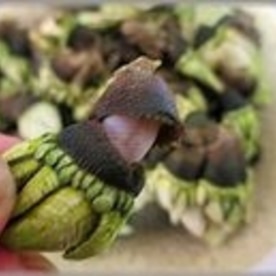 漁師のおやつ 珍しい貝 カメノテ 亀の手 レシピ 作り方 By はなまる子 楽天レシピ 漁師のおやつ 珍しい貝 カメノテ 亀の手 レシピ 作り方 By はなまる子 楽天レシピ